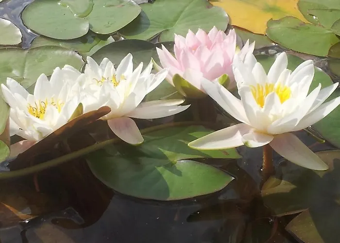 加尔尼瓦尔德兰德旅馆 招待所 韦兴